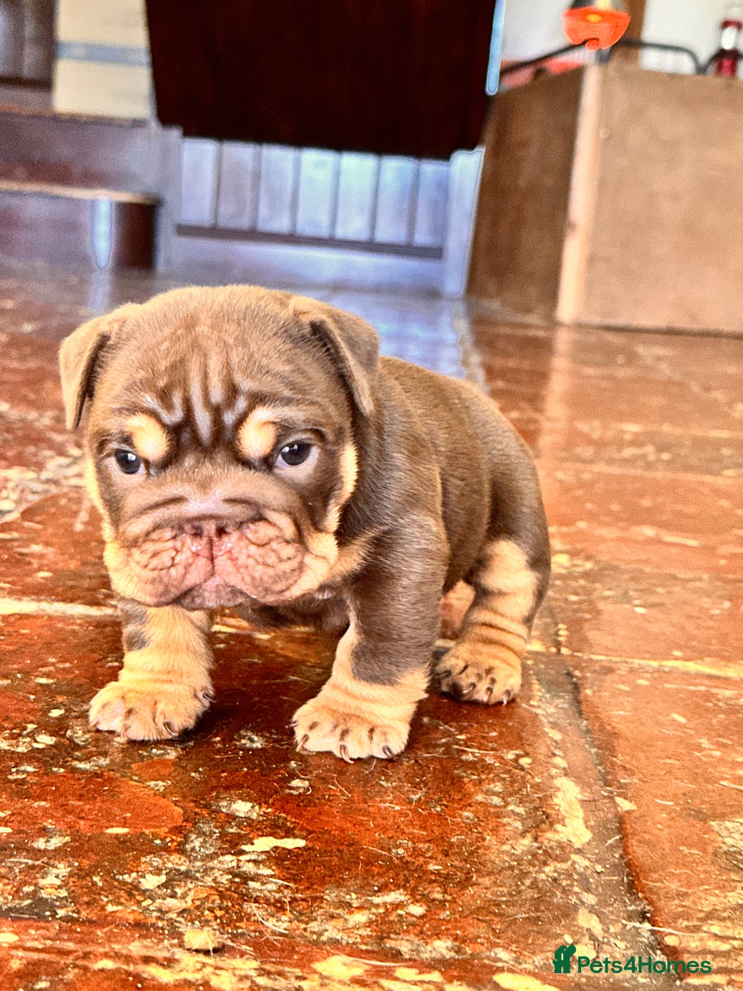 English Bulldog dogs for sale: English bulldogs  - Image 6