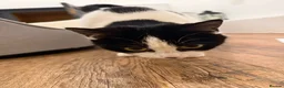 Mixed Breed cats for sale: FREE TO LOVING HOME STUNNING CAT - Advert 2