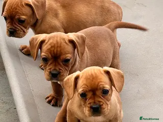 Mixed Breed dogs frenchel puppies READY TO LEAVE - Advert 10