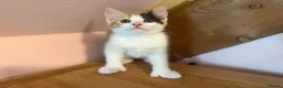 Mixed Breed cats for sale: Stunning polydactyl kittens - Advert 6