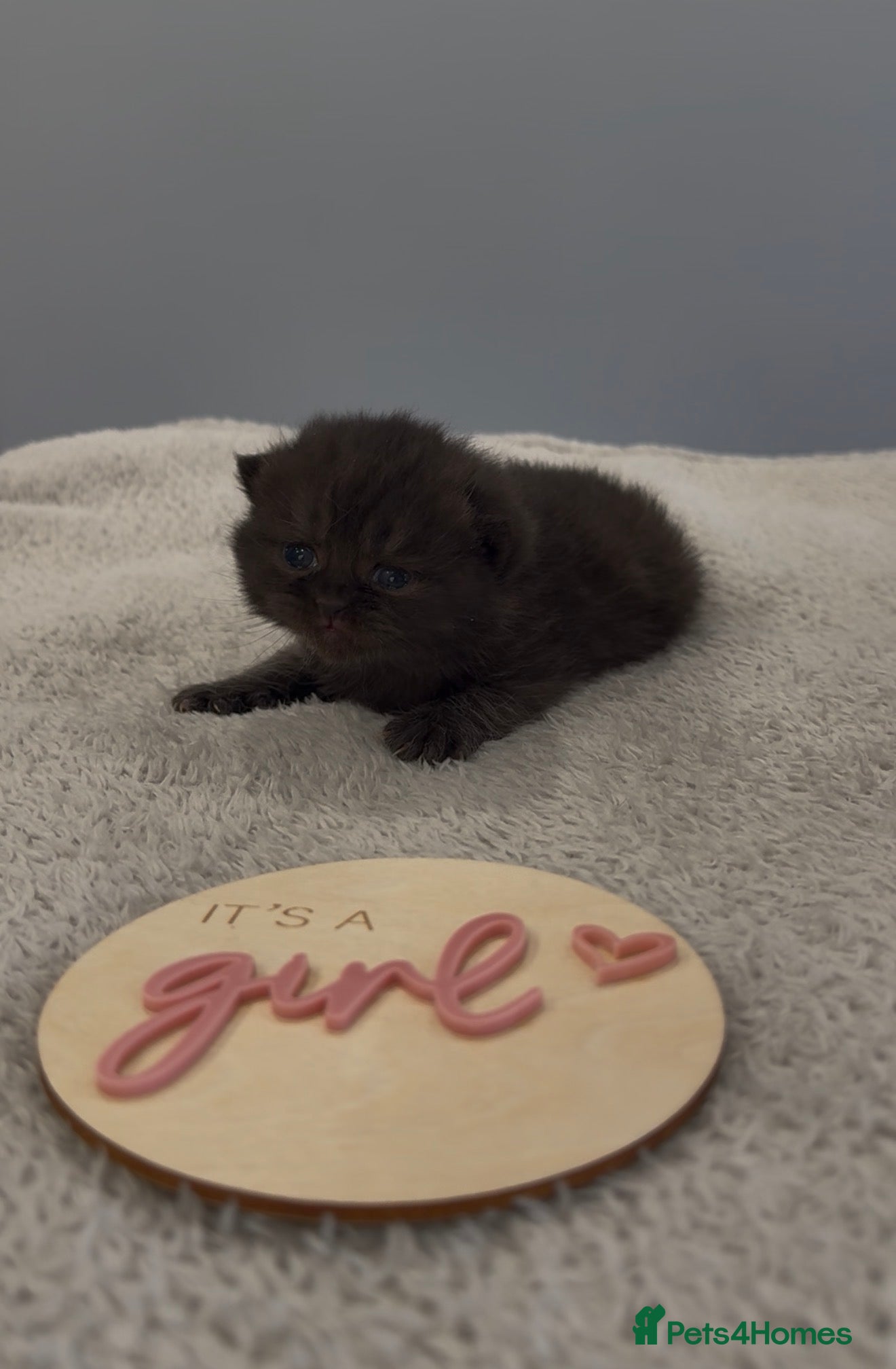 British Shorthair cats Beautiful British Shorthair kittens. - Advert 3