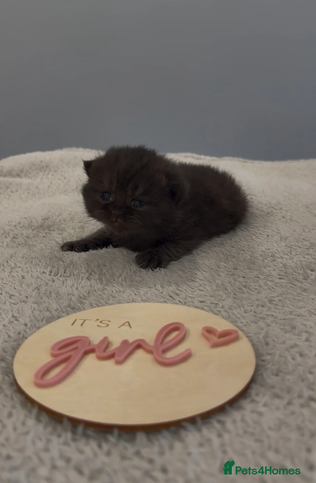 British Shorthair cats for sale: Beautiful British Shorthair kittens. in Stanford-le-Hope - Advert 1