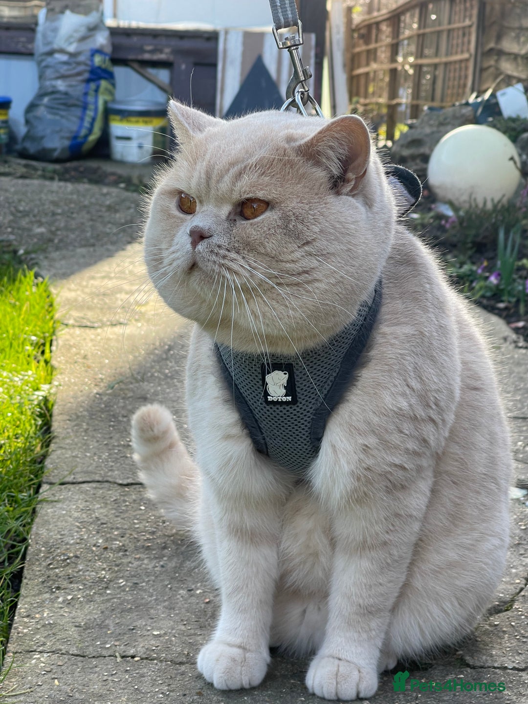 British Shorthair cats for stud: British shorthair cream boy for stud duties  in Enfield - Advert 1