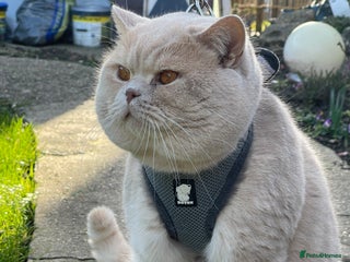 British Shorthair cats British shorthair cream boy for stud duties in Enfield - Advert 3
