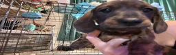 Miniature Dachshund dogs for sale: Ready now litter of brindle miniature Dachshunds - Advert 18