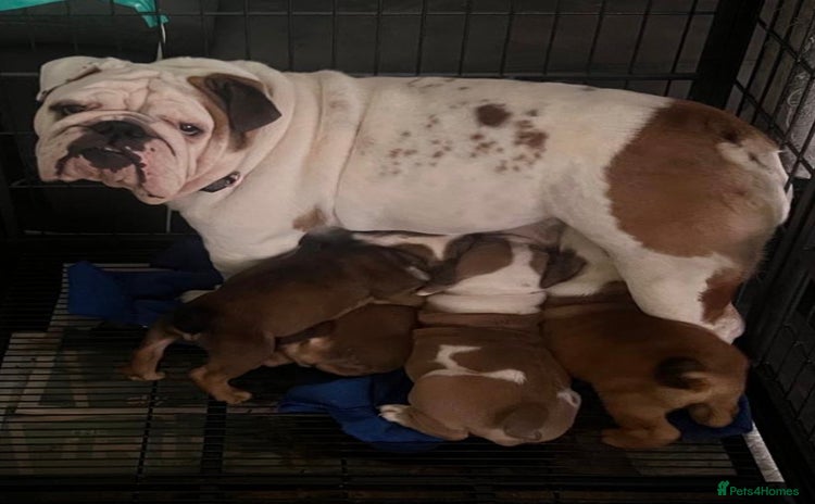 English Bulldog dogs - Advert 1