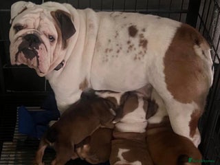 English Bulldog dogs - Advert 1