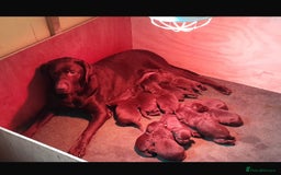 Labradoodle dogs for sale: mixed litter Black Labradoodles - Image 13