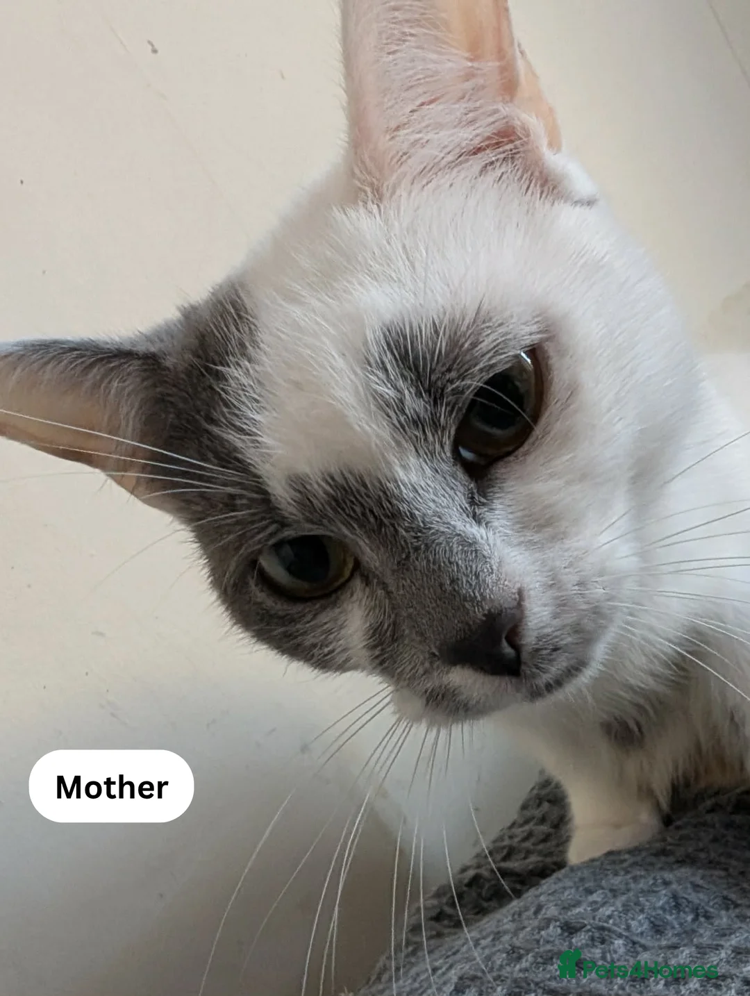 Mixed Breed cats for sale: British Short Hair Cross Tabby Kitten - Advert 2