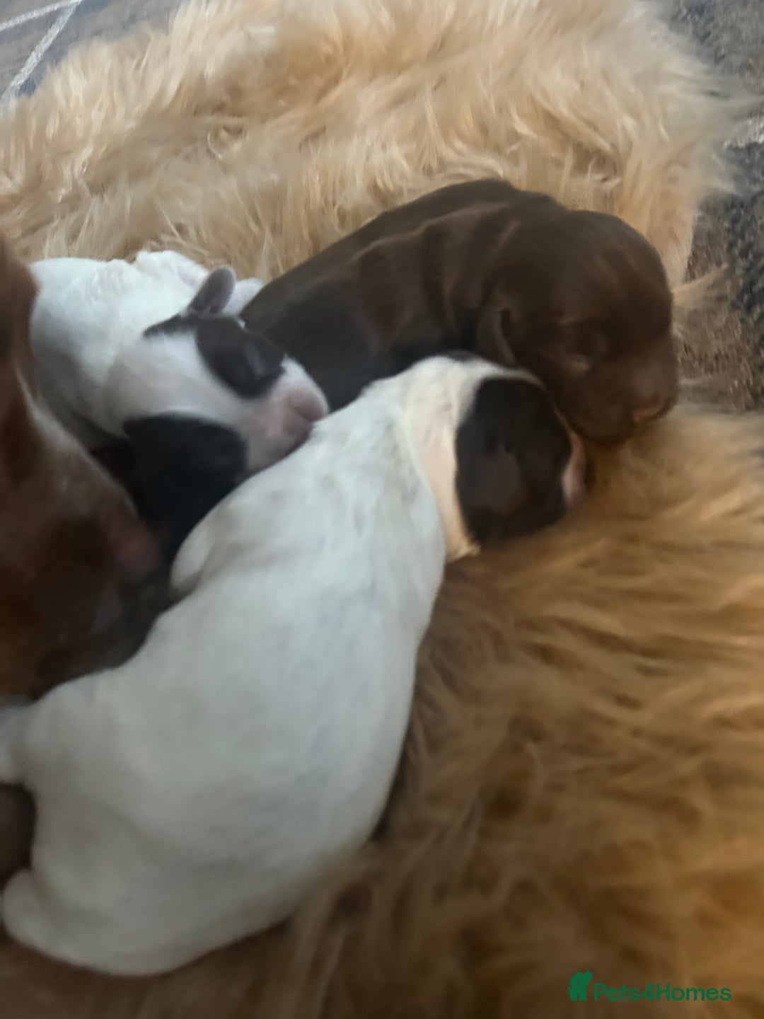 Sprocker dogs for sale: Puppies for Sale  - Advert 3