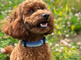 Miniature Poodle dogs in Tonbridge - Advert 6