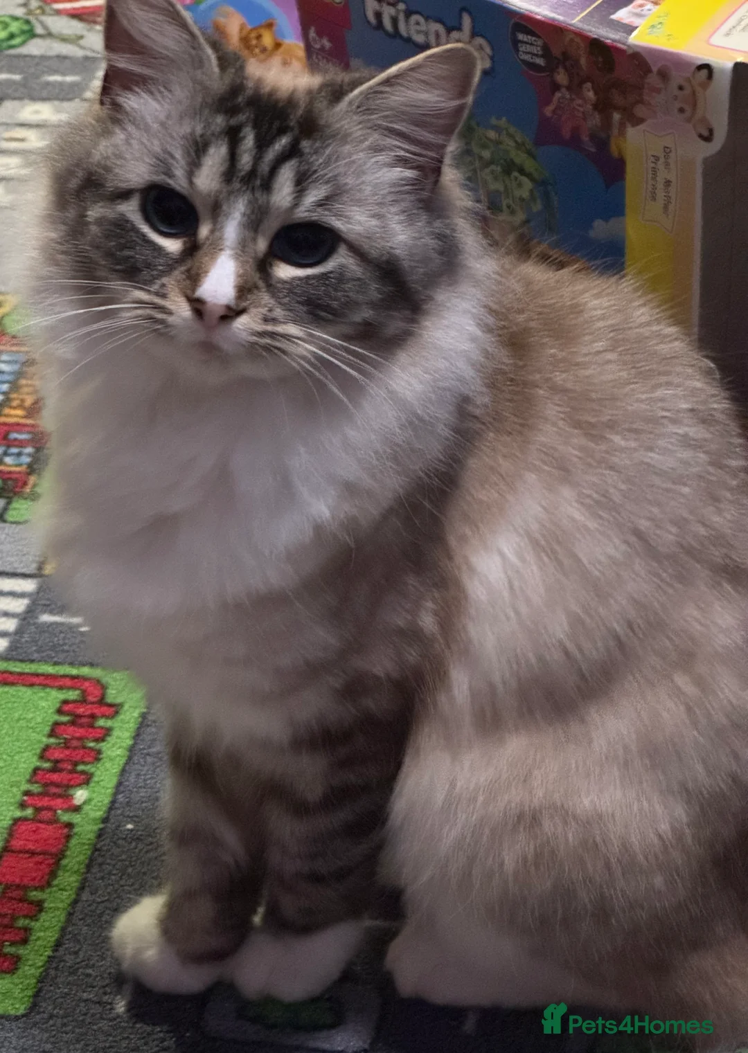 Ragdoll cats for sale: Ragdoll in Hull - Advert 1