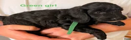 Cockapoo dogs for sale: Beautiful cockerpoo puppies  - Advert 2