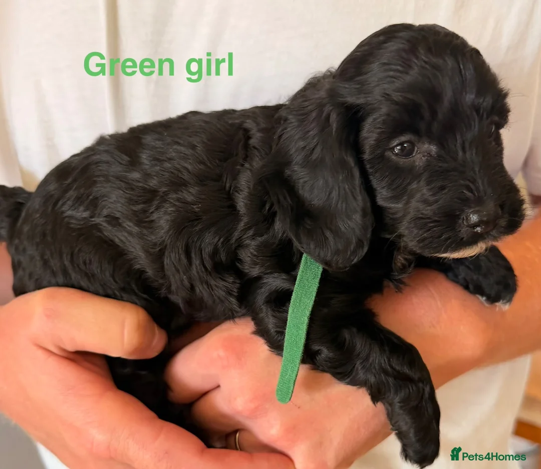 Cockapoo dogs for sale: Beautiful cockerpoo puppies  - Advert 2