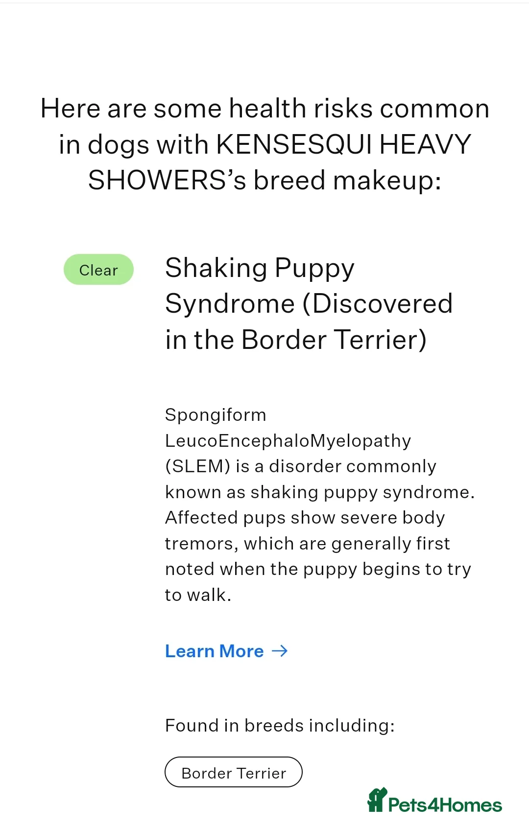 Border Terrier dogs for stud: K.c reg, Red Grizzle Border Terrier STUD ONLY in Uckfield - Advert 6