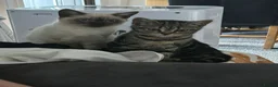 Scottish Fold cats for sale: 3 x Kittens for sale - Advert 8