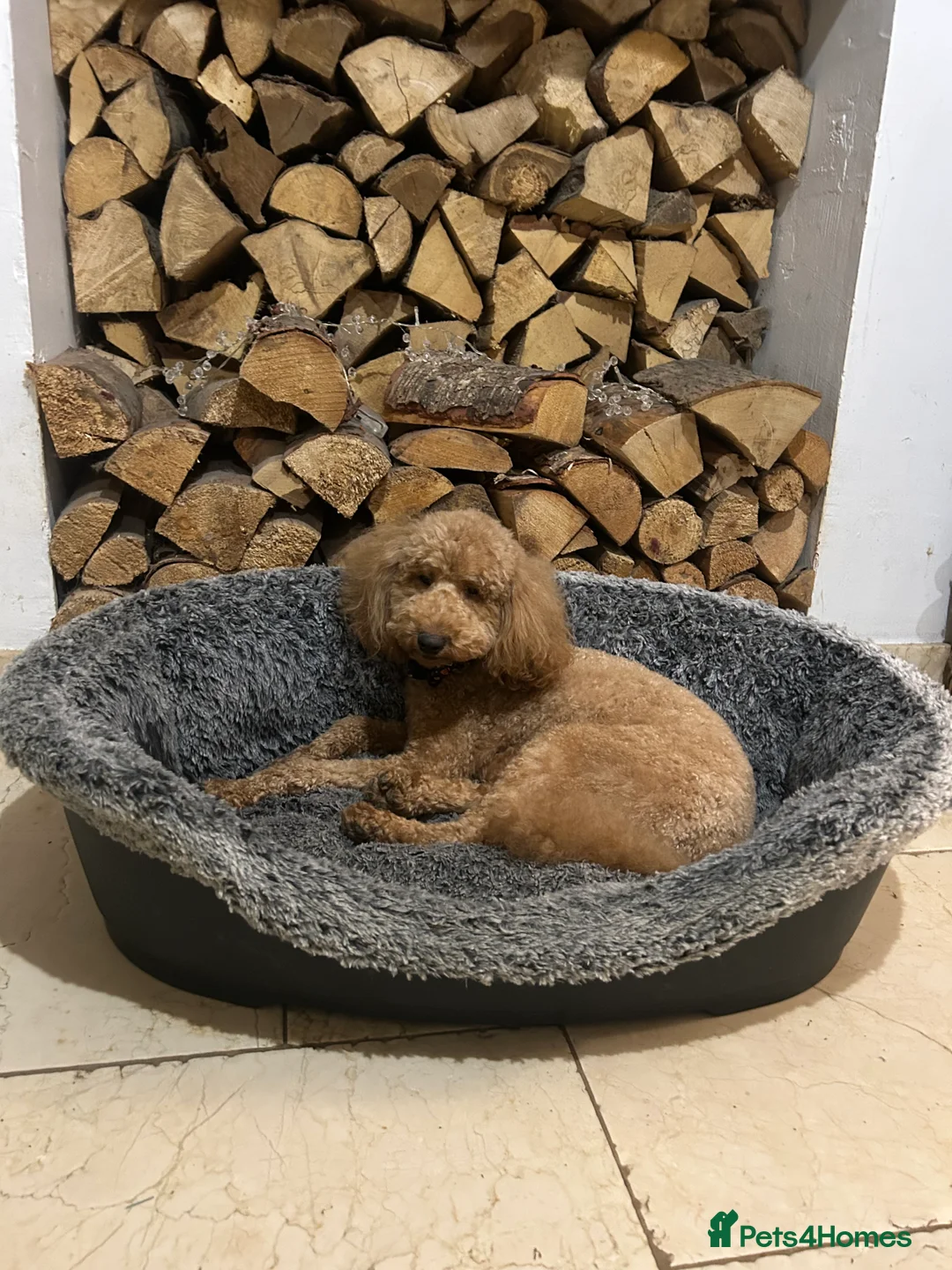 Miniature Poodle dogs for sale: KC REG MINIATURE POODLE PUPS - Advert 1