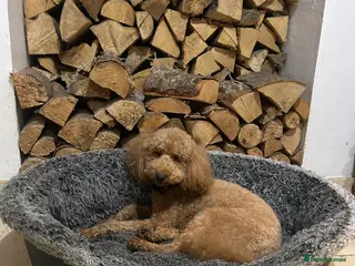 Miniature Poodle dogs KC REG MINIATURE POODLE PUPS - Advert 1