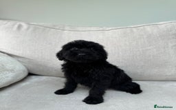 Mixed Breed dogs for sale: 🐾 🧸 *Ready Saturday* Beautiful Doodles 💕🐾 - Image 12