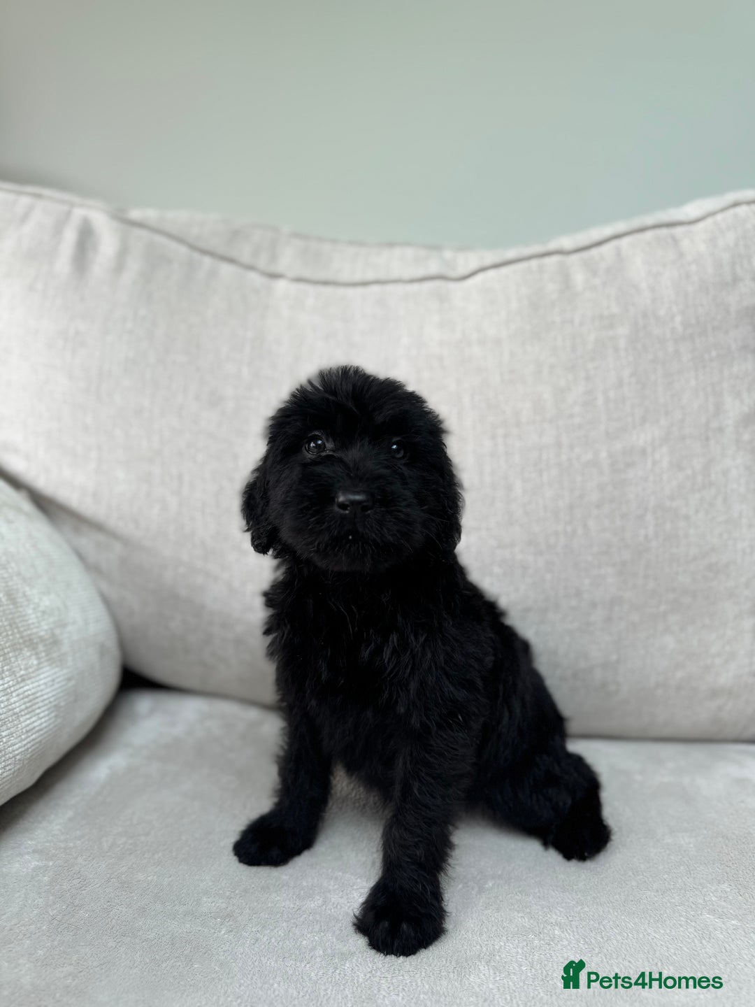Mixed Breed dogs for sale: 🐾 🧸 *Ready Saturday* Beautiful Doodles 💕🐾 - Image 12