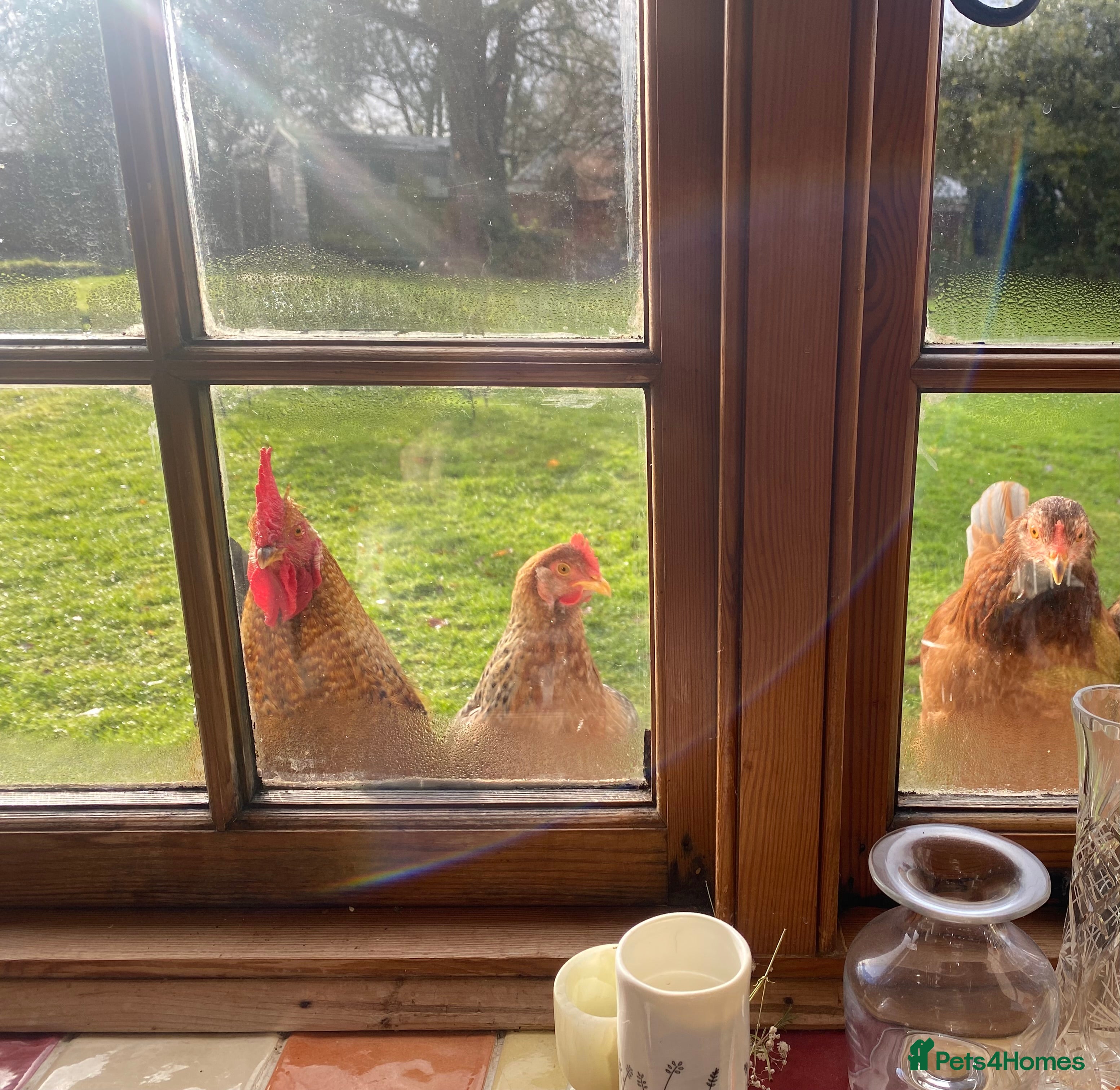 Chickens poultry Small chickens x3 - Advert 3