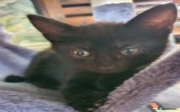 British Shorthair cats for sale: British Shorthair Kittens for sale - Image 5