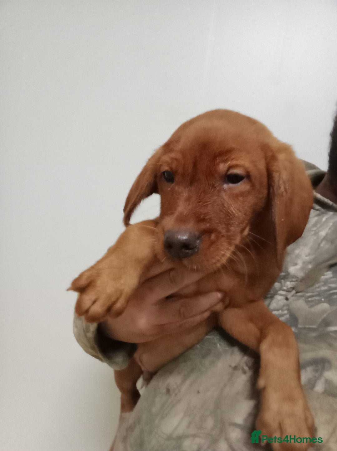 Labrador Retriever dogs for sale: Kc reg fox red working Labradors  - Image 12