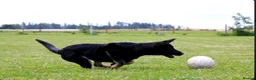 German Shepherd dogs for sale: Elite DDR German Shepherd - World-Class Pedigree  - Advert 13