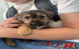 Jack Russell dogs for sale: Jackrussel  - Image 7