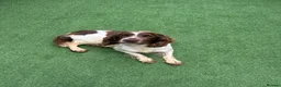 English Springer Spaniel dogs for sale: 🐾❤️ OUR BEAUTIFUL COCO – LOOKING FOR FOREVER HOME - Advert 3