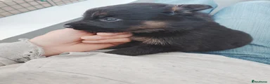 Shepsky Puppy 8