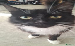 Mixed Breed cats for sale: Black and white cats - Image 1