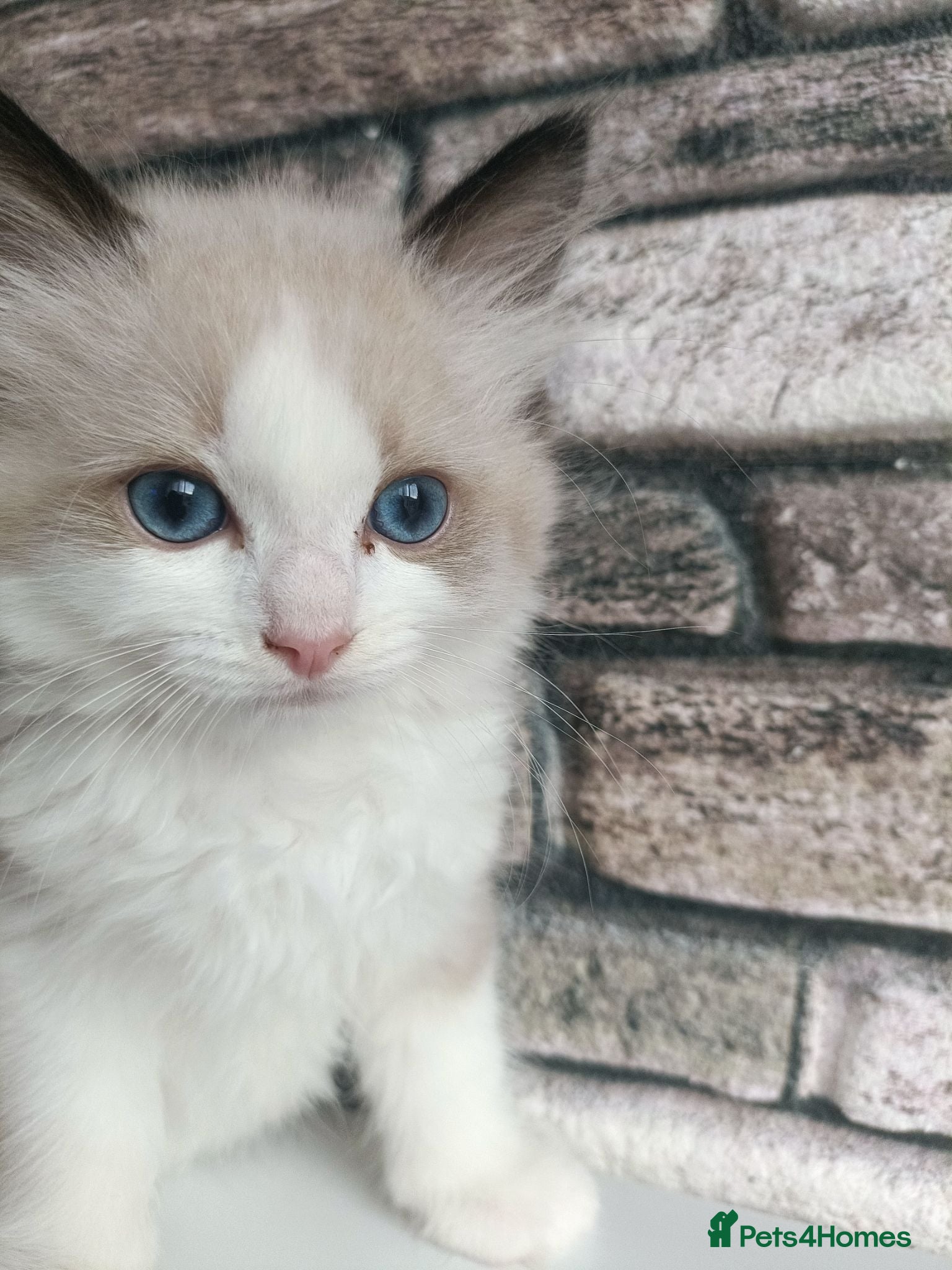 Ragdoll cats Pure ragdoll ready to leave 🐾 - Advert 4