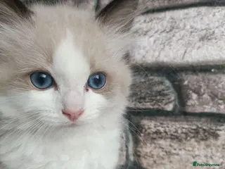 Ragdoll cats Pure ragdoll ready to leave 🐾 - Advert 4