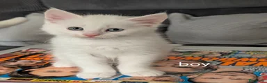 Kitten 3