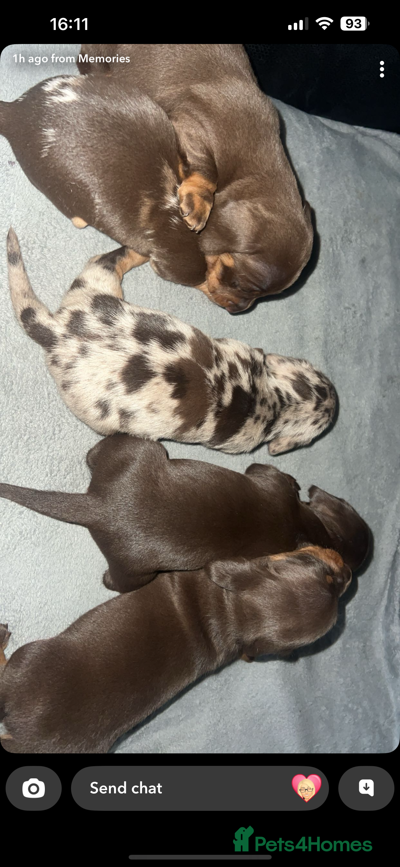 Miniature Dachshund dogs Mini dauchunds puppies - Advert 13