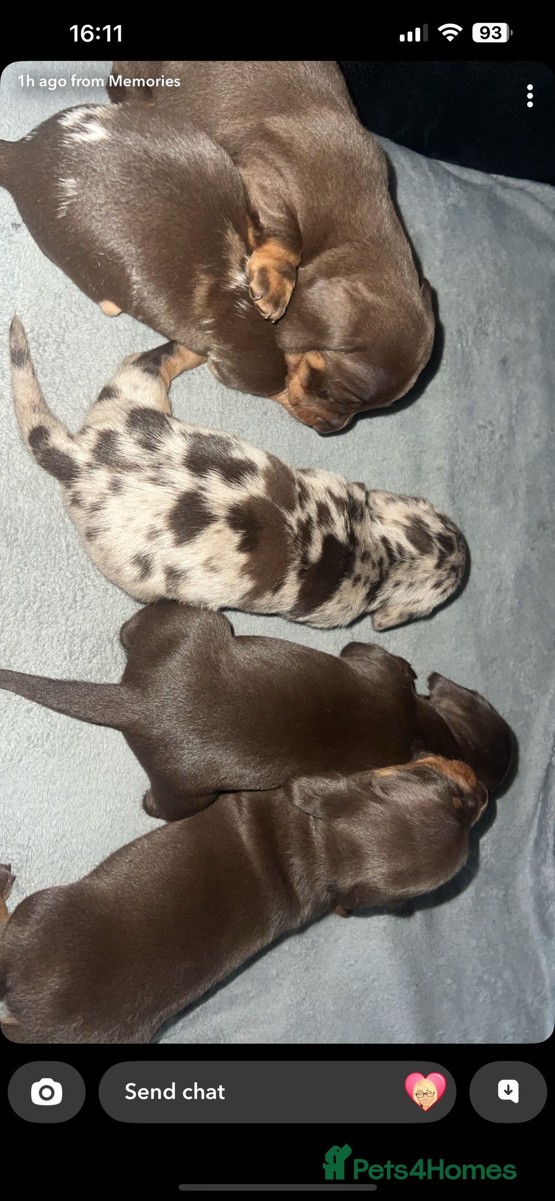 Miniature Dachshund dogs for sale: Mini dauchunds puppies - Advert 12
