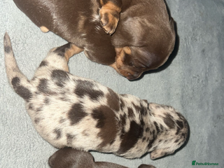 Miniature Dachshund dogs Mini dauchunds puppies - Advert 10
