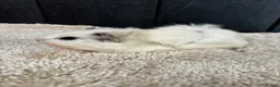 Guinea Pig rodents for sale: Stunning baby guinea pigs  - Advert 16