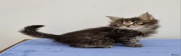 Maine Coon cats for sale: GCCF Pedigree Maine Coon Kittens  - Advert 36