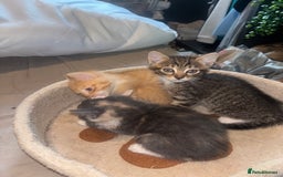 British Shorthair cats for sale: Kittens For Sale - Image 4