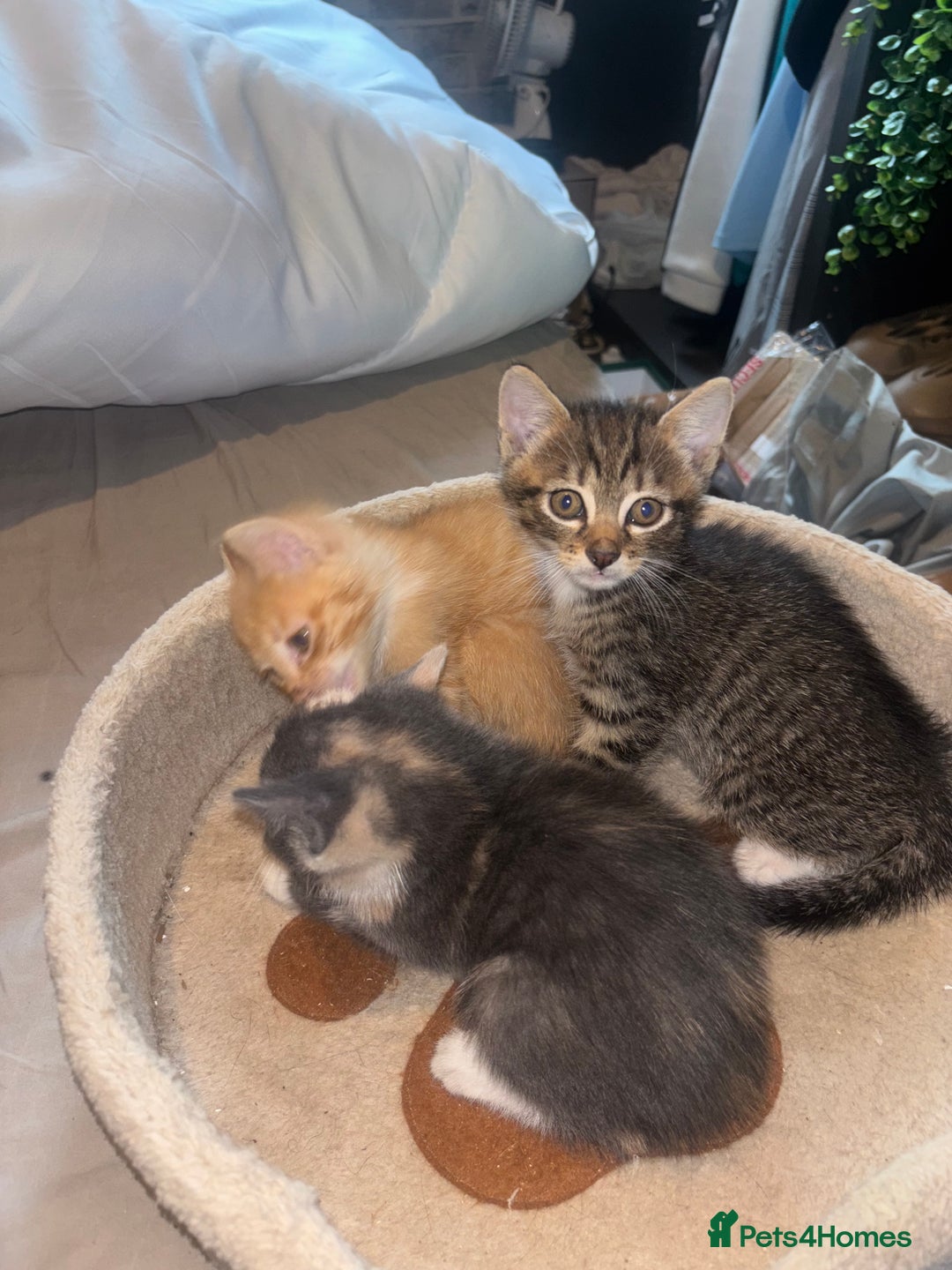 British Shorthair cats for sale: Kittens For Sale - Image 4