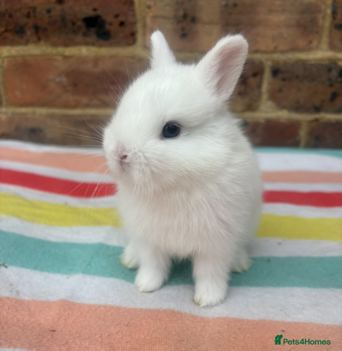 Netherland Dwarf rabbits Sweet Netherland dwarf bunnies  - Advert 3