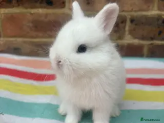 Netherland Dwarf rabbits Sweet Netherland dwarf bunnies - Advert 3