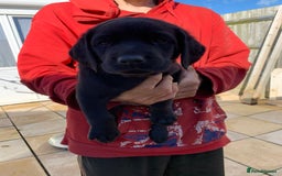 Labrador Retriever dogs for sale: Stunning last pedigree lab pup for sale kc reg  - Image 1