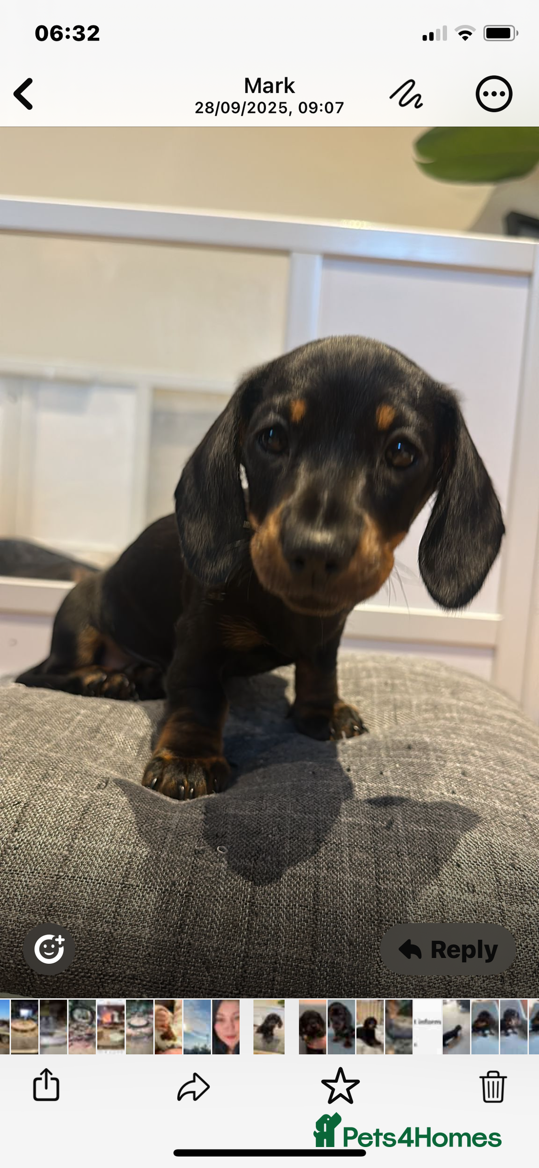 Miniature Dachshund dogs for sale: Beautiful little girl dachshund  - Advert 4