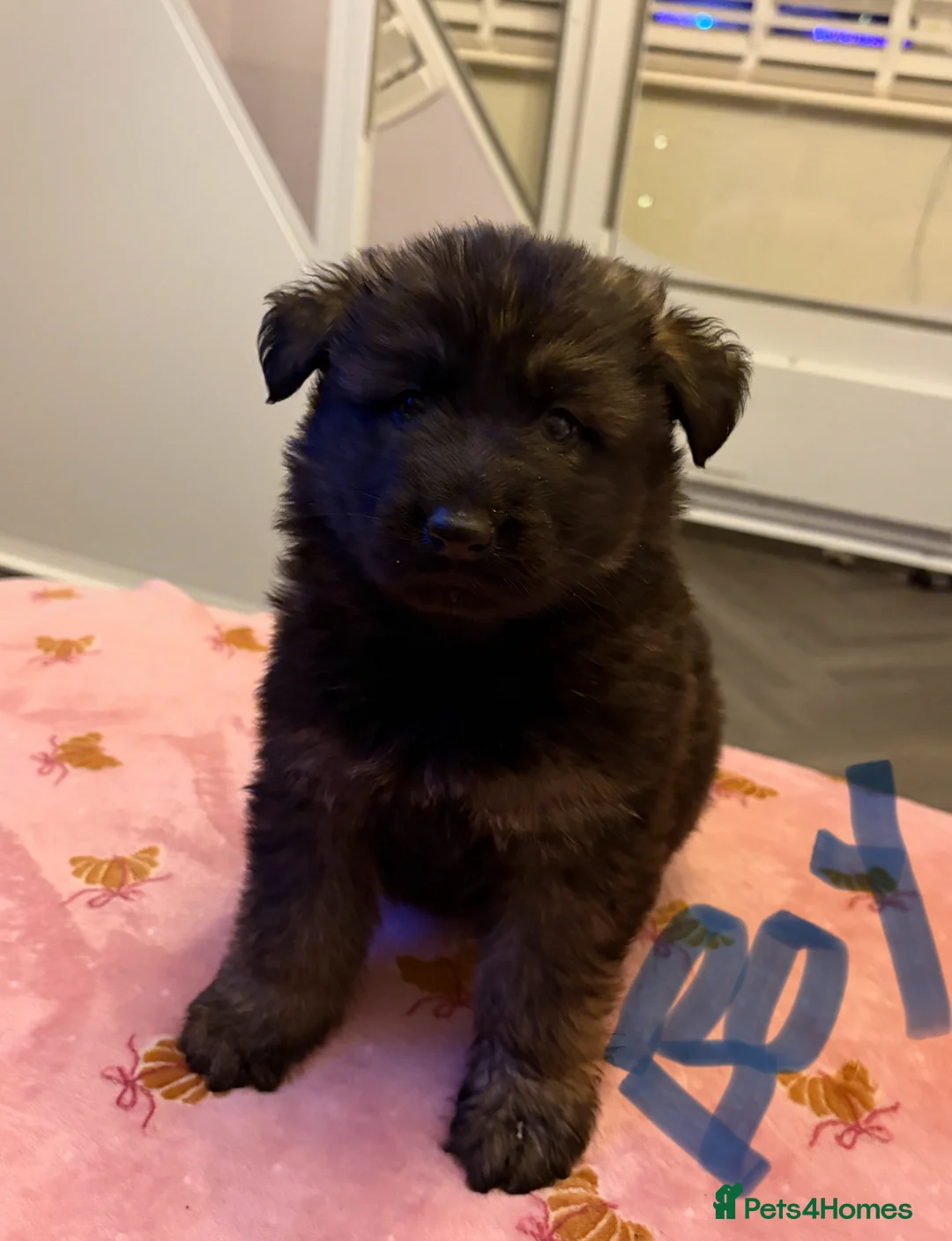 German Shepherd dogs for sale: Beautiful German shepherd Puppies - Advert 5