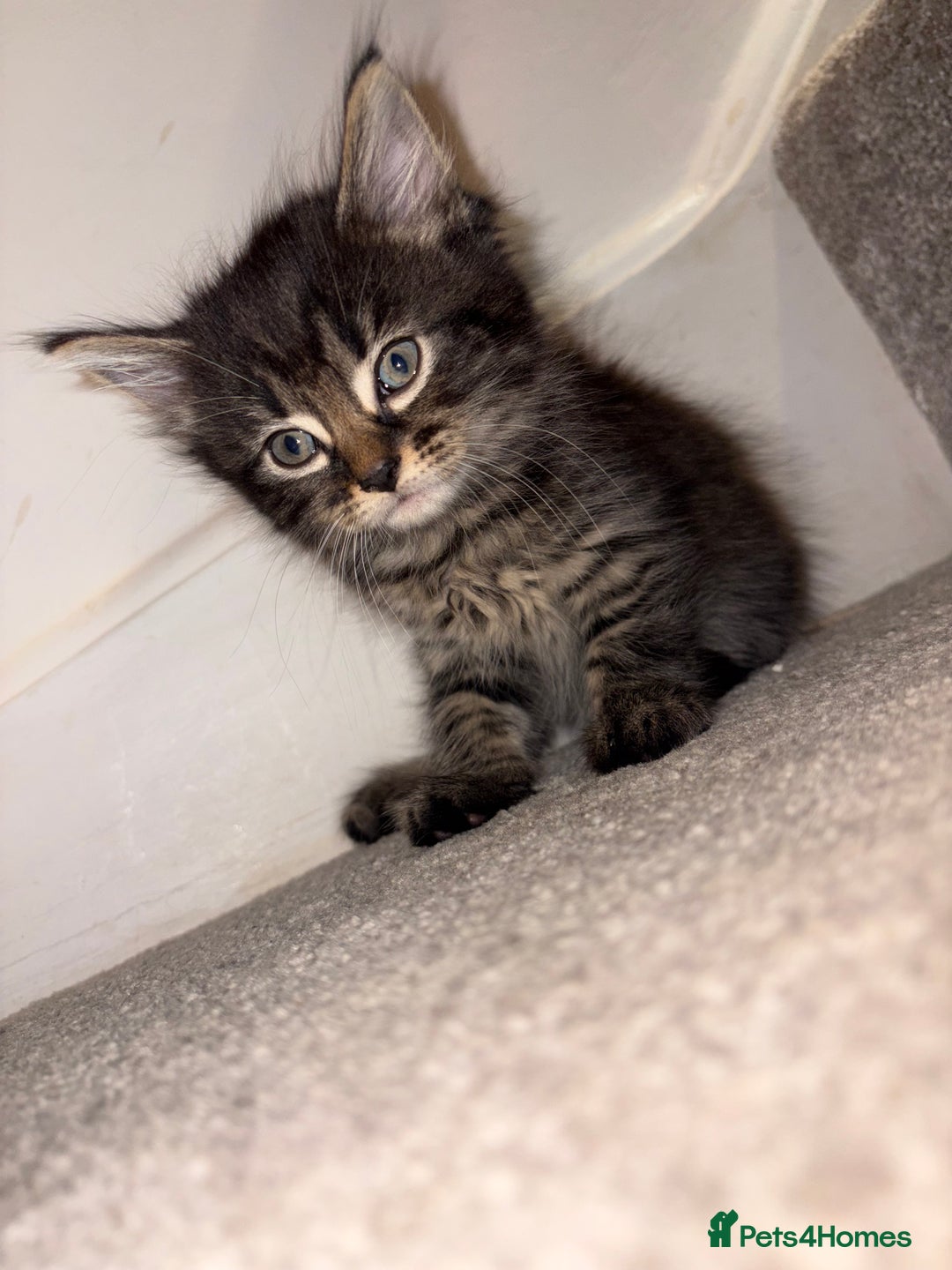 British Longhair cats for sale: 3 British Longhair x Maine Coon Kittens  Ready Now - Advert 1