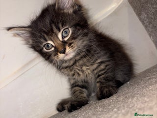 British Longhair cats 3 British Longhair x Maine Coon Kittens Ready Now - Advert 1