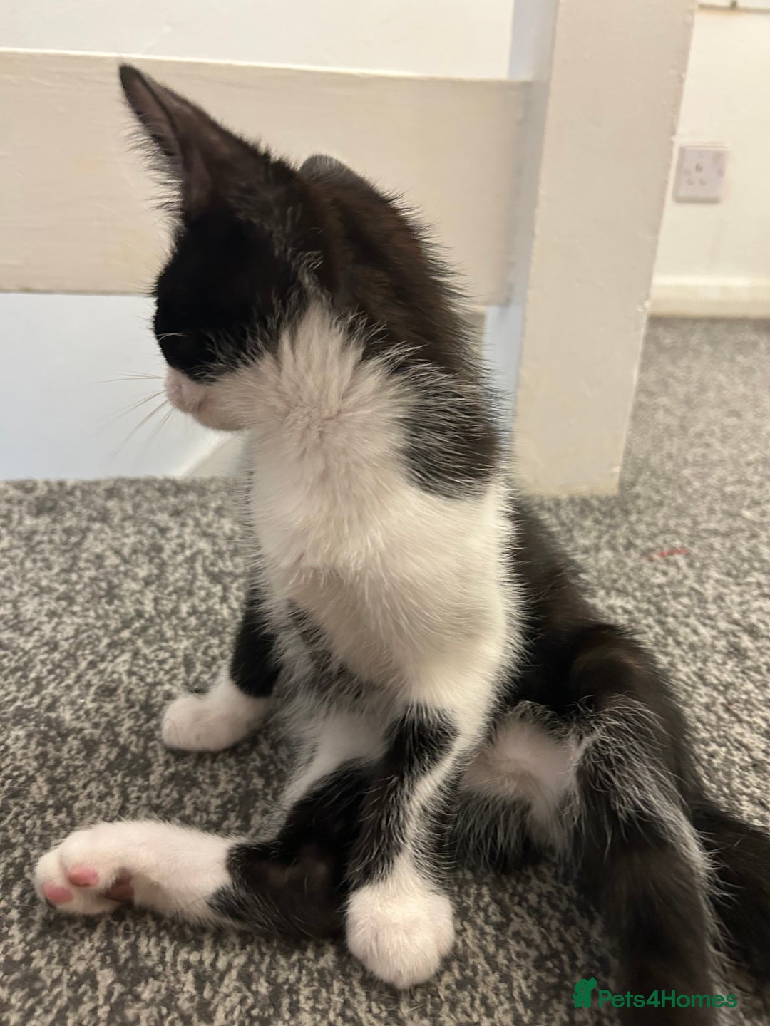 Mixed Breed cats for sale: 2 Adorable kittens  - Advert 5